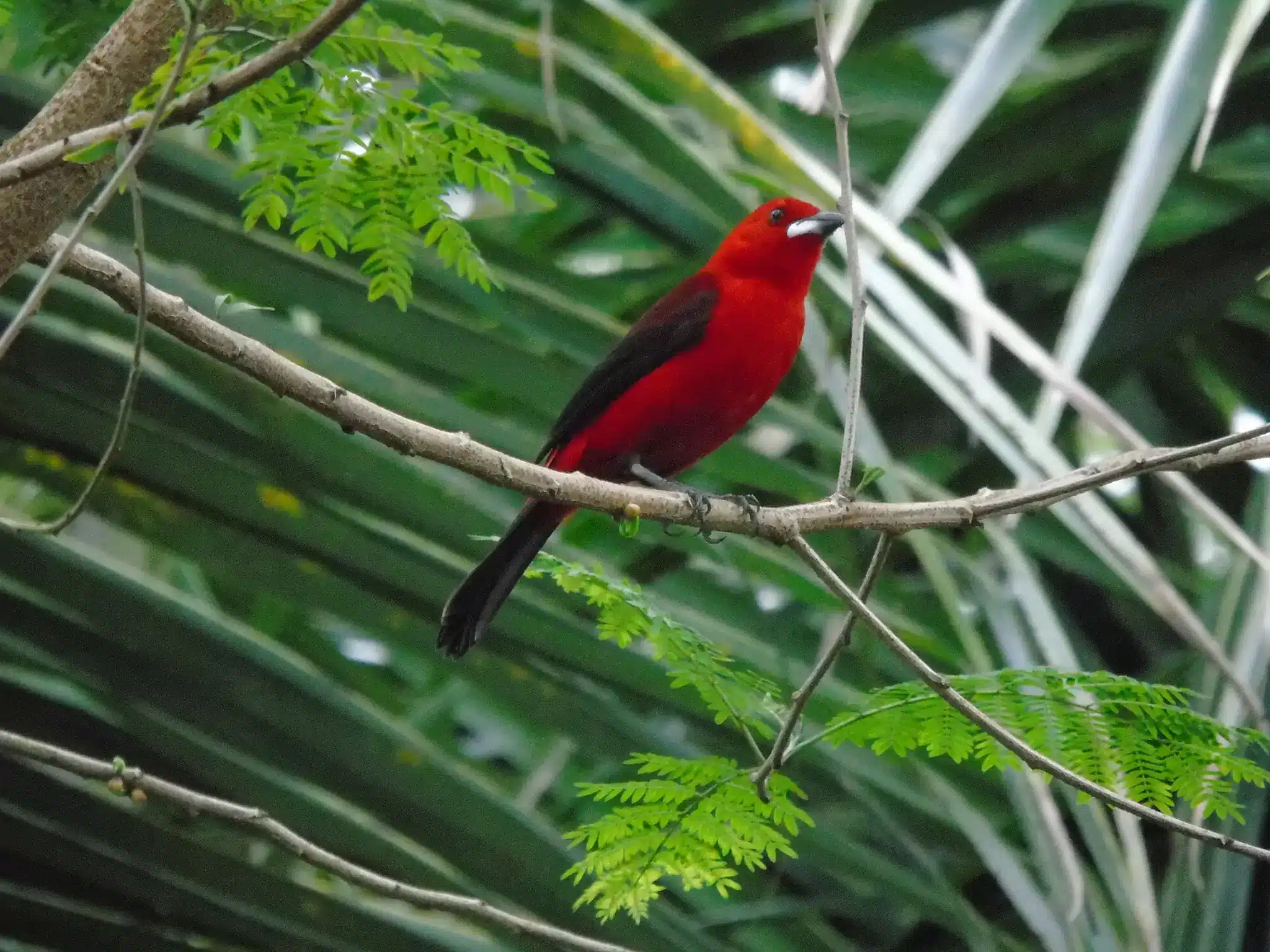 Observação de Aves em Bertioga: Uma Experiência Única em Meio à Natureza Exuberante